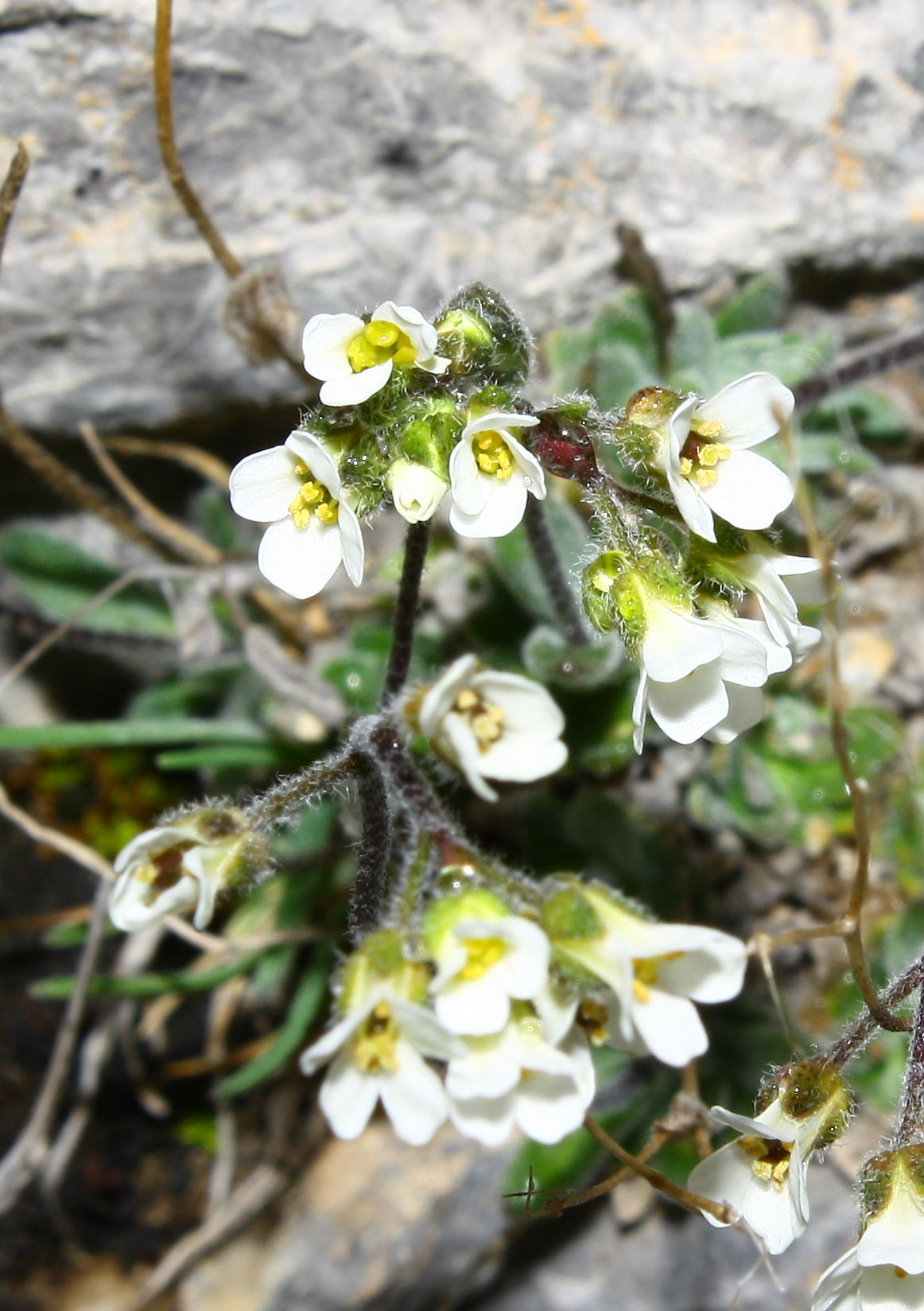 Draba dubia / Draba dubbia